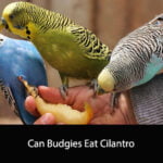 Can Budgies Eat Cilantro