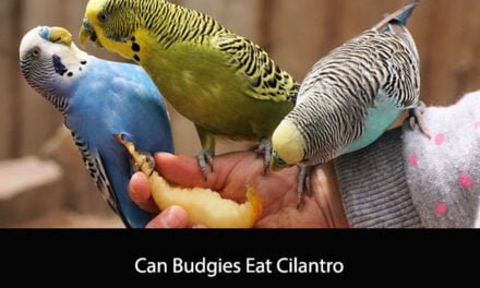 Can Budgies Eat Cilantro