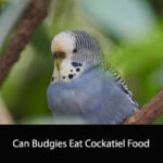 Can Budgies Eat Cockatiel Food