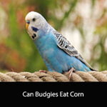 Can Budgies Eat Corn