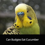 Can Budgies Eat Cucumber