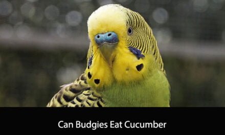 Can Budgies Eat Cucumber