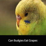 Can Budgies Eat Grapes