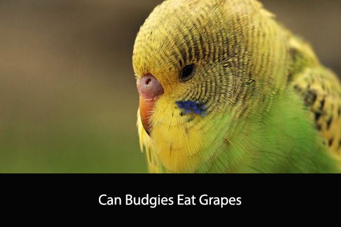 Can Budgies Eat Grapes