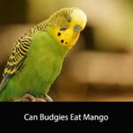 Can Budgies Eat Mango
