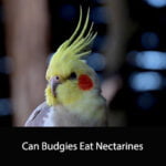 Can Budgies Eat Nectarines