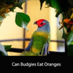 Can Budgies Eat Oranges