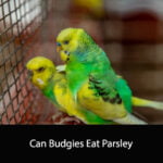 Can Budgies Eat Parsley