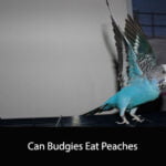 Can Budgies Eat Peaches