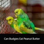 Can Budgies Eat Peanut Butter