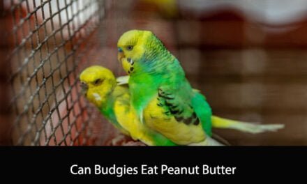 Can Budgies Eat Peanut Butter