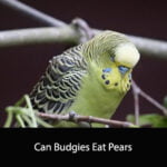 Can Budgies Eat Pears
