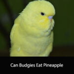 Can Budgies Eat Pineapple