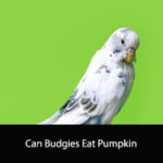 Can Budgies Eat Pumpkin