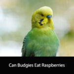 Can Budgies Eat Raspberries