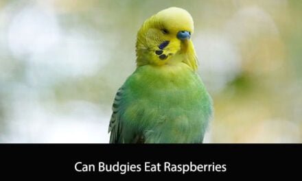 Can Budgies Eat Raspberries