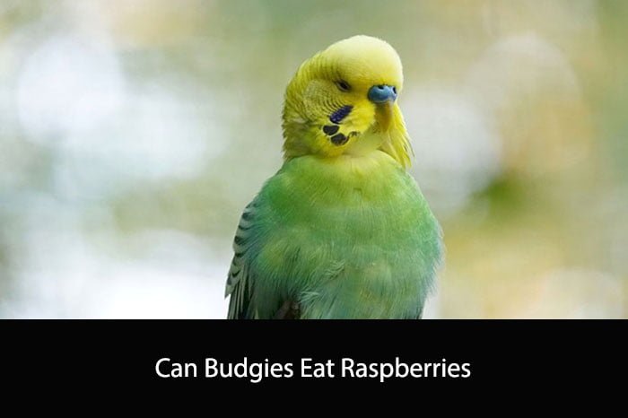 Can Budgies Eat Raspberries