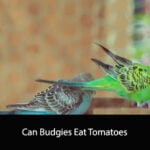 Can Budgies Eat Tomatoes