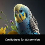 Can Budgies Eat Watermelon