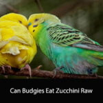 Can Budgies Eat Zucchini Raw