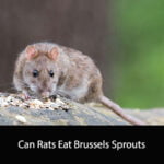Can Rats Eat Brussels Sprouts