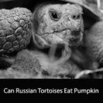 Can Russian Tortoises Eat Pumpkin