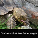 Can Sulcata Tortoises Eat Asparagus