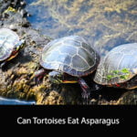 Can Tortoises Eat Asparagus
