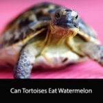 Can Tortoises Eat Watermelon