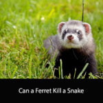 Can a Ferret Kill a Snake