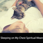 Cat Sleeping on My Chest Spiritual Meaning