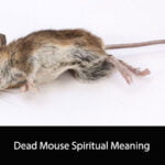 Dead Mouse Spiritual Meaning