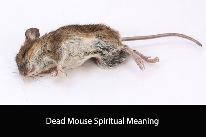 Dead Mouse Spiritual Meaning