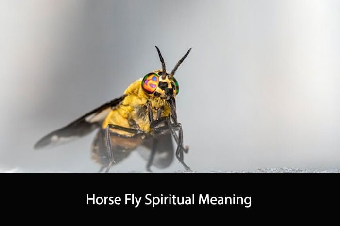 Horse Fly Spiritual Meaning