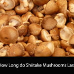 How Long do Shiitake Mushrooms Last