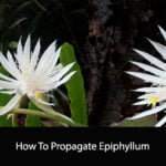 How to Propagate Epiphyllum