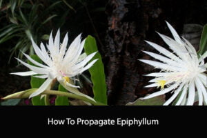 How to Propagate Epiphyllum