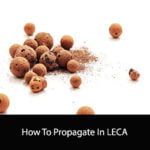 How To Propagate In LECA