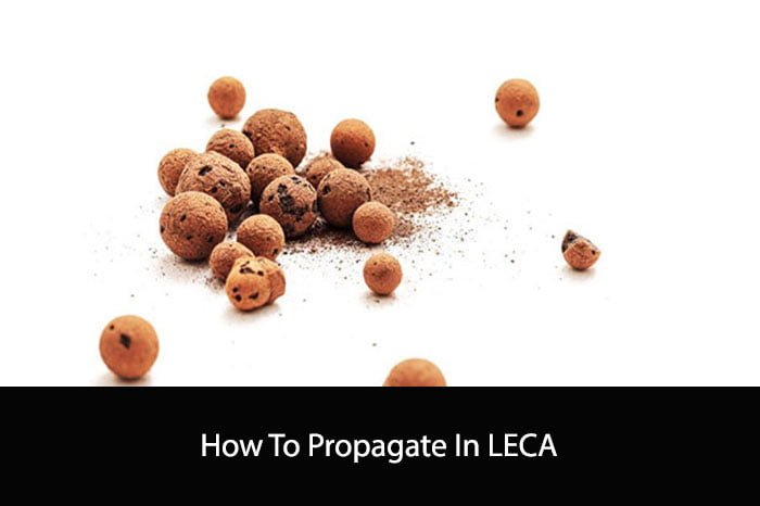How To Propagate In LECA