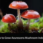 How to Grow Azurescens Mushroom Indoors