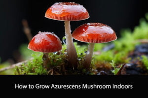 How to Grow Azurescens Mushroom Indoors