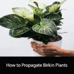 How to Propagate Birkin Plants