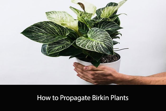 How to Propagate Birkin Plants