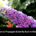 How to Propagate Butterfly Bush in Water