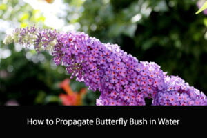 How to Propagate Butterfly Bush in Water