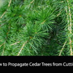 How to Propagate Cedar Trees from Cuttings