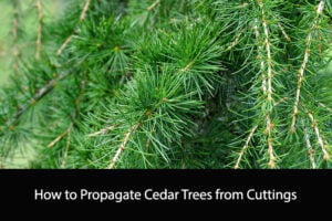 How to Propagate Cedar Trees from Cuttings