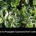 How to Propagate Coprosma from Cuttings