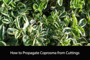 How to Propagate Coprosma from Cuttings