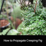 How to Propagate Creeping Fig